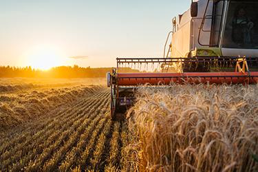 Tractor harvesting wheat with sunset in the background